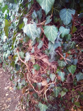 Güzel herdem yeşil sarmaşık çit doku