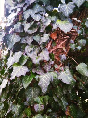 Güzel herdem yeşil sarmaşık çit doku