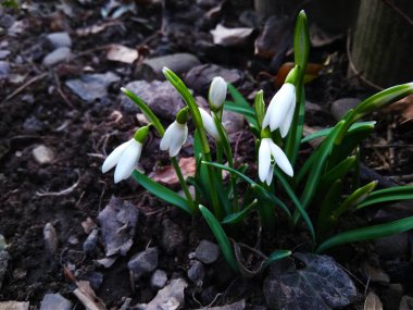 Bahçede çiçek açan ilk kardelen çiçek yakın çekim