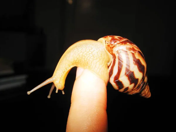 宠物美丽的小蜗牛阿切蒂娜 f 手指上 — 图库照片