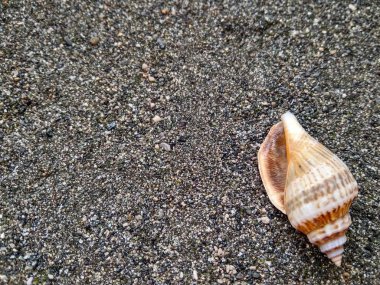 Güzel deniz kabuğu Karadeniz kum üzerinde kapat