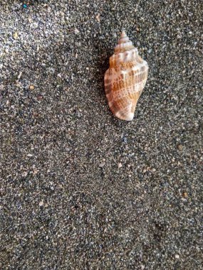 Güzel deniz kabuğu Karadeniz kum üzerinde kapat