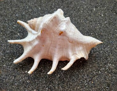 Güzel deniz kabuğu Karadeniz kum üzerinde kapat