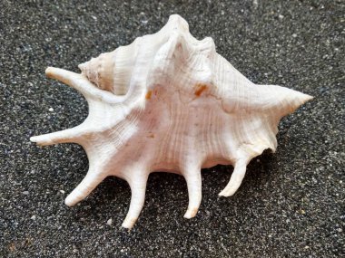 Güzel deniz kabuğu Karadeniz kum üzerinde kapat