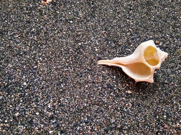 Beautiful sea shell on black sea sand close up — Stock Photo, Image