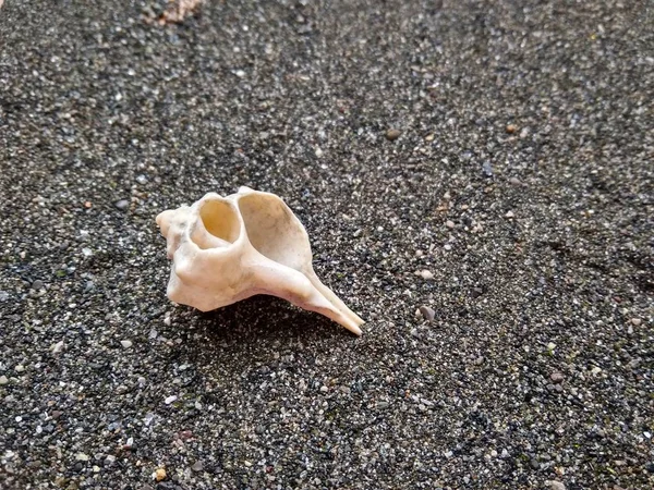 Bela concha do mar em areia do mar preto perto — Fotografia de Stock