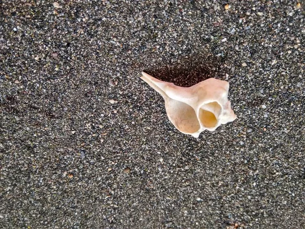 Schöne Muschel auf schwarzem Meeressand aus nächster Nähe — Stockfoto