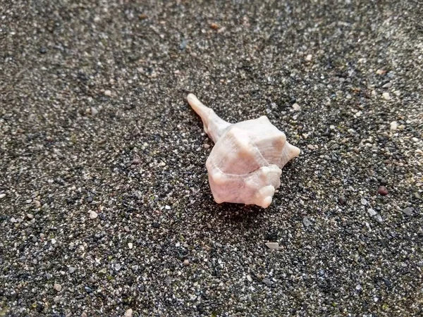 Beautiful sea shell on black sea sand close up — Stock Photo, Image