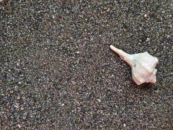 Beautiful sea shell on black sea sand close up — Stock Photo, Image