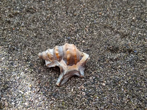 Beautiful sea shell on black sea sand close up — Stock Photo, Image