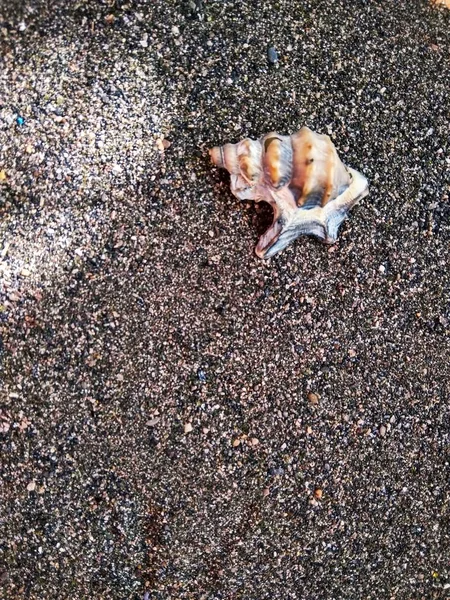 A Fekete-tenger homokos gyönyörű tengerre shell közelről — Stock Fotó