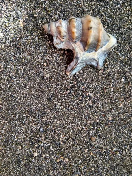 Bela concha do mar em areia do mar preto perto — Fotografia de Stock