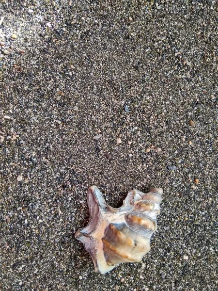 Beautiful sea shell on black sea sand close up — Stock Photo, Image