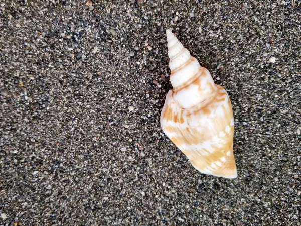 Beautiful sea shell on black sea sand close up — Stock Photo, Image