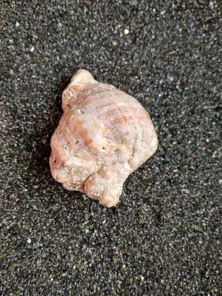 Beautiful sea shell on black sea sand close up — Stock Photo, Image