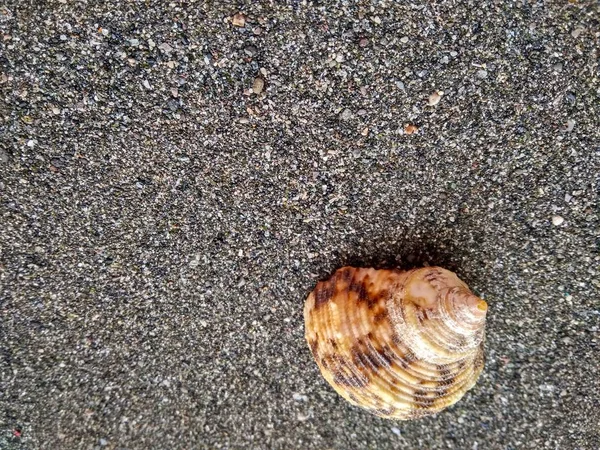 黒海砂の美しい貝殻をクローズ アップ — ストック写真