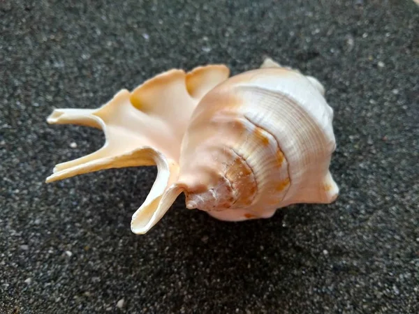 美丽的海贝壳在黑海沙子关闭 — 图库照片