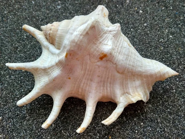 美丽的海贝壳在黑海沙子关闭 — 图库照片