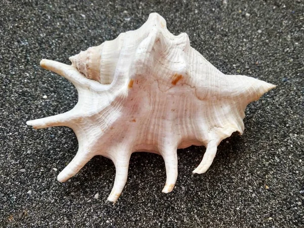 Güzel deniz kabuğu Karadeniz kum üzerinde kapat