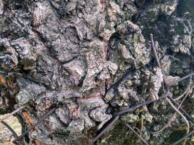 Doku gövde eski gri ağaç yakın çekim