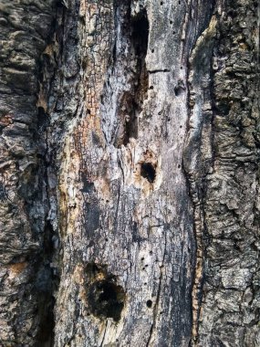 Doku gövde eski gri ağaç yakın çekim