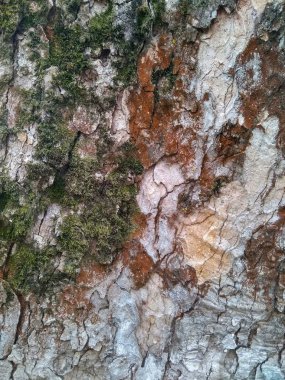 Doku gövde eski gri ağaç yakın çekim