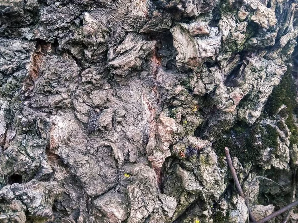 Texture tronc vieil arbre gris gros plan — Photo