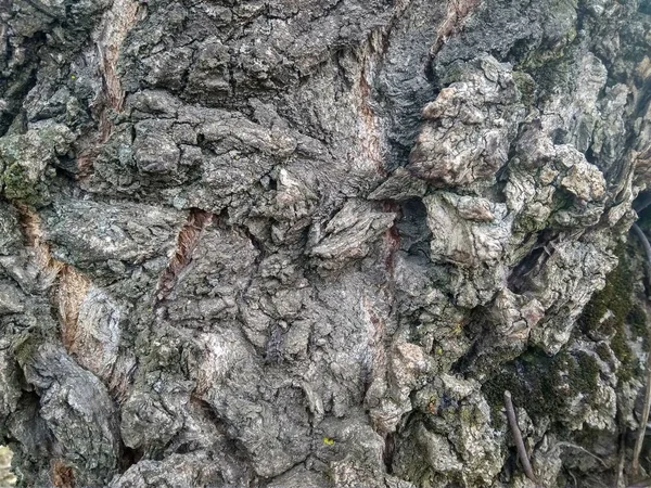 Textura tronco viejo árbol gris de cerca — Foto de Stock