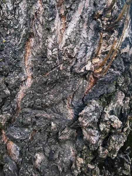Texture tronc vieil arbre gris gros plan — Photo
