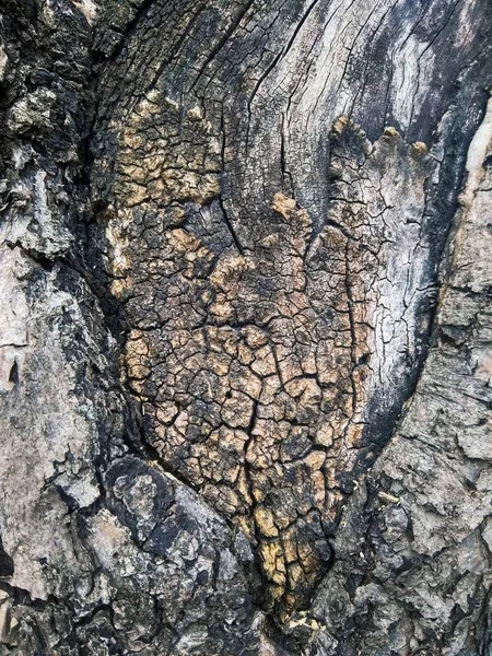 Textura tronco viejo árbol gris de cerca — Foto de Stock