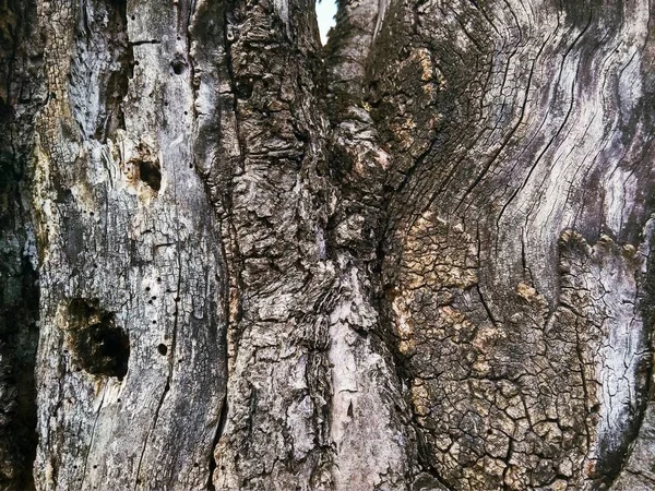 Textura tronco viejo árbol gris de cerca — Foto de Stock