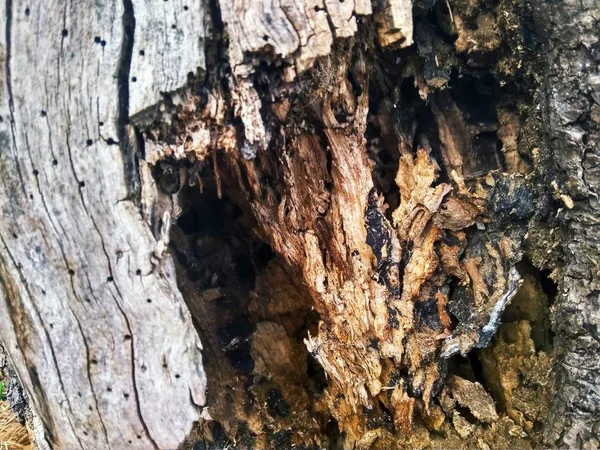 Textur Stamm alter grauer Baum aus nächster Nähe — Stockfoto