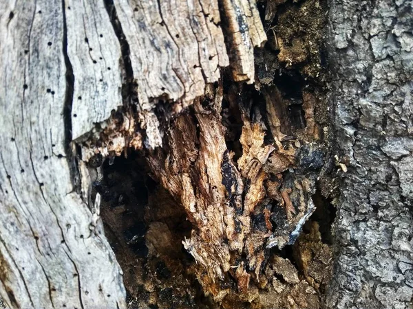 Текстура стовбура старого сірого дерева крупним планом — стокове фото