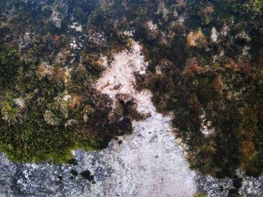 Beton duvar ile yeşil yosun ve liken