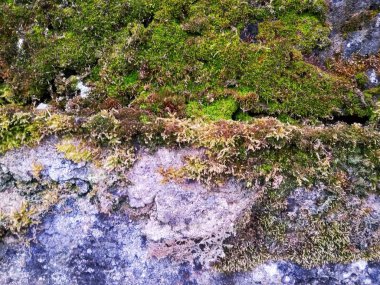 Beton duvar ile yeşil yosun ve liken