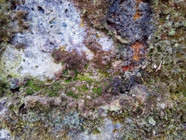 Beton duvar ile yeşil yosun ve liken