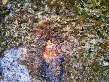 Beton duvar ile yeşil yosun ve liken