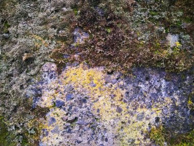 Beton duvar ile yeşil yosun ve liken