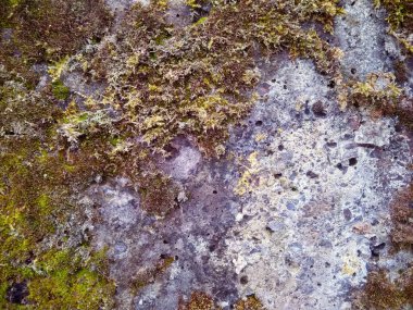 Beton duvar ile yeşil yosun ve liken