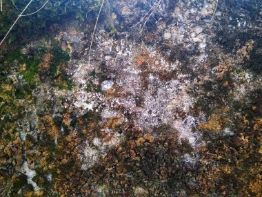 Beton duvar ile yeşil yosun ve liken