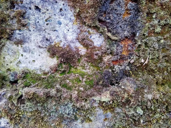 Τσιμεντένιο τοίχο με πράσινα βρύα και λειχήνες — Φωτογραφία Αρχείου