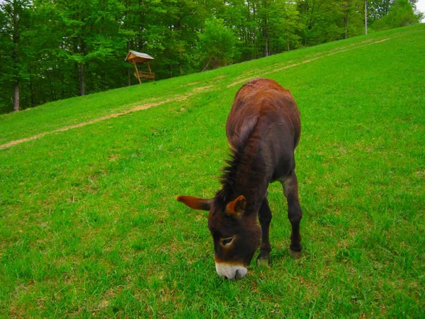 Belo burro pastoreia na grama verde em um campo — Fotografia de Stock