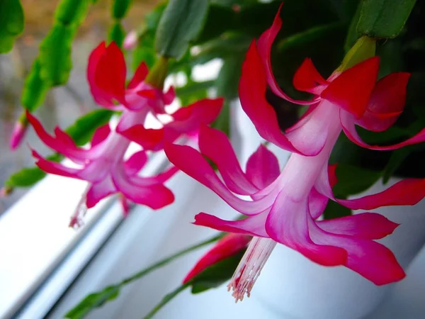 Fleurs roses de cactus de Noël sur la fenêtre — Photo