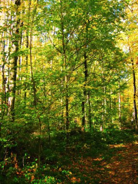 güzel sonbahar orman parlak sarı renklerde