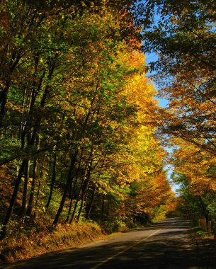 güzel sonbahar orman parlak sarı renklerde