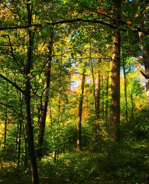 La belle forêt d'automne aux couleurs jaune vif — Photo