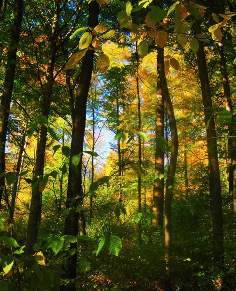 A bela floresta de outono em cores amarelas brilhantes — Fotografia de Stock