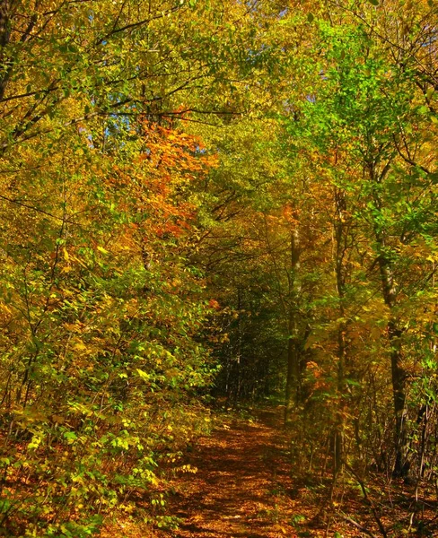 El hermoso bosque de otoño en colores amarillos brillantes —  Fotos de Stock