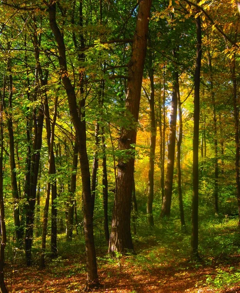 La belle forêt d'automne aux couleurs jaune vif — Photo