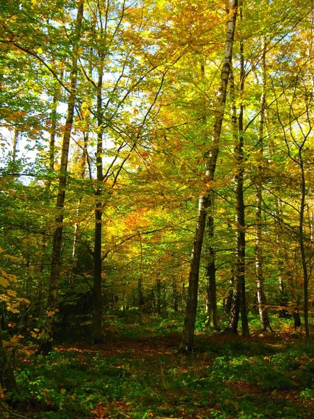 美丽的秋天森林, 有着明亮的黄色 — 图库照片